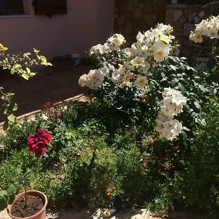 Rosa